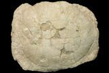 Huge, Fossil Tortoise (Stylemys) - Wyoming #146600-4
